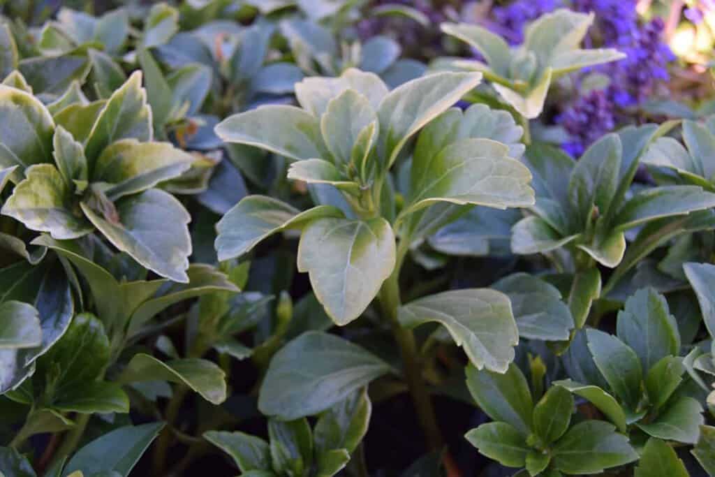Pachysandra terminalis 'Green Carpet' ---